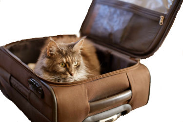 chat dans une valise